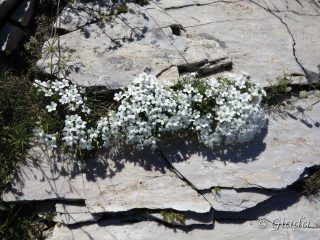 La vita si fa largo tra le rocce
