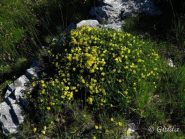 Splendide e rigogliose fioriture
