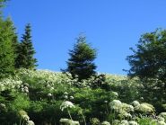 Verso il Monte la Guardia