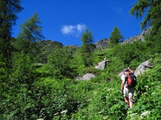 Uscendo dal bosco