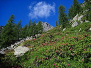Bella fioritura di rododendri
