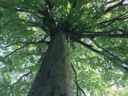 Albero centenario