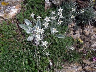stelle alpine