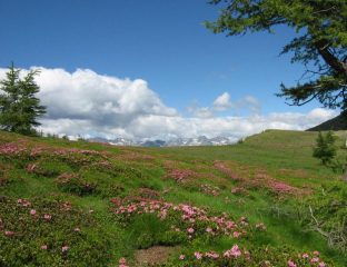 Alla Colla Rossa, rododendri e panorama sul versante francese