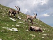 Stambecchi