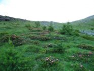 i pratoni che portano in cima al ciabertas