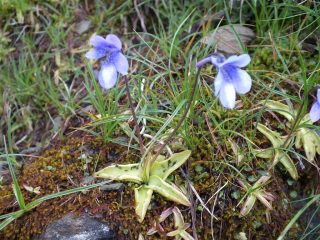 Una carnivora nostrana (Pinguicola vulgaris L.)