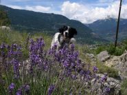lavanda a 1200m !