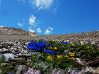 in tutto sto pietrame...guardate che meraviglia!