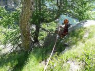 Sosta su albero prima del trasferimento al salto successivo