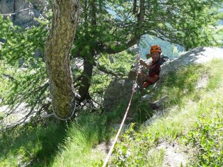 Sosta su albero prima del trasferimento al salto successivo