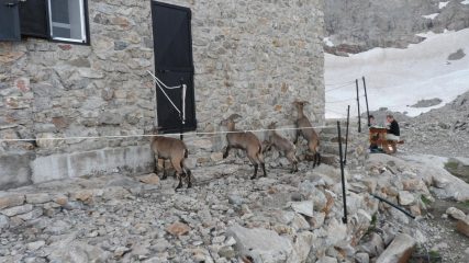 Giovani stambecchi al rifugio