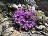 fioritura