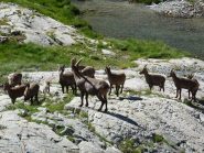 accoglienza al L. de L'Agnel