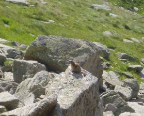 fauna locale