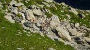 Stambecchi maschi sul nostro percorso