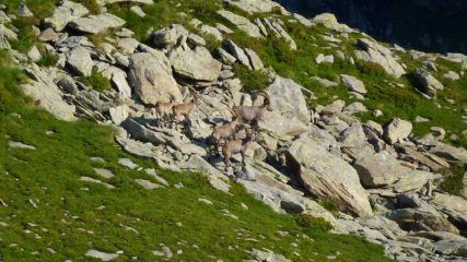 Stambecchi maschi sul nostro percorso
