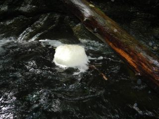 ho visto la medusa d'acqua dolce.