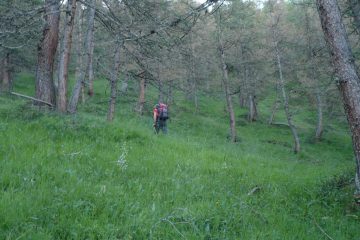 Fuori sentiero nel bosco
