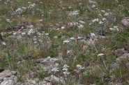 Tappeto di stelle alpine