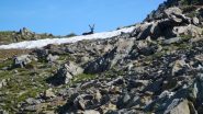 Stambecco nei pressi della Cima