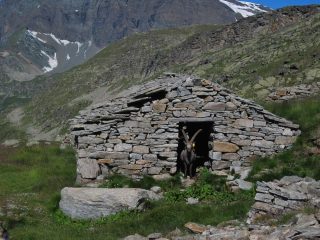Stambecco casalingo