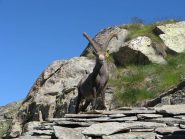 ...e guai a chi me la tocca!!!!!