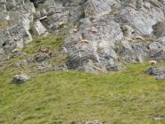 Una piccola parte di un branco di camosci
