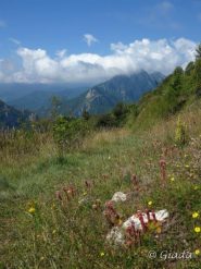 Verso Viozene