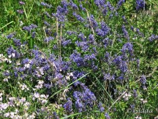 Lavanda in fiore