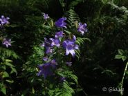 Fioriture