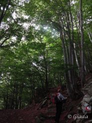 Nel bel bosco sopra Chioraira