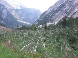 qui c'era un bosco fitto