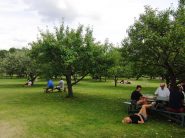Picnic tra i meli