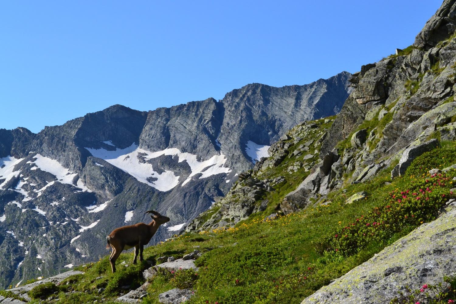 stambecco poco sopra la diga