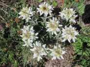 tante stelle alpine sul percorso