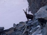 Il padrone di casa