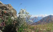 Stelle Alpine al Col Crotey