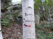 Attacco della diretta Mulatero, coppia di betulle con scritta poi bolli rossi 