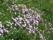 garofanini profumatissimi