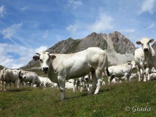 Mucche al pascolo