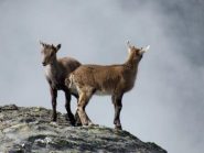 reggiunti in cima