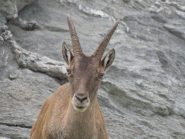 bellissimo animale l'ho chiamato Mario si avvicinava quando lo chiamavo bellissimo