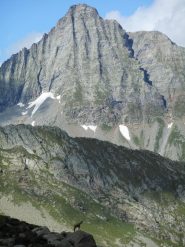Torre Lavina con camoscio in posa