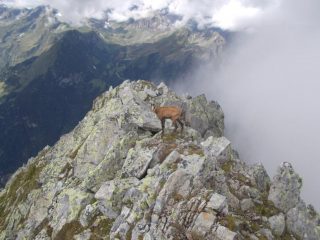 Piccolo camoscio malato (cataratta)