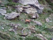 camoscio