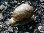 Chi va più piano di me in saita