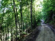 Discesa dopo il colletto