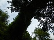 calata dal ponte Mauta