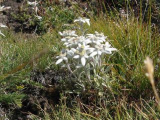 tantissime stelle alpine